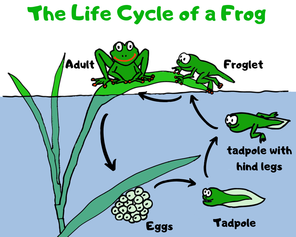 Frog and toad, Types, Habitat, Diet, & Characteristics