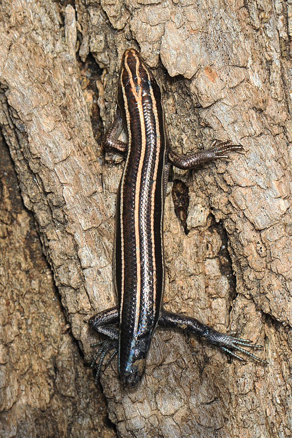 Wonders of Wildlife: Five-lined Skink