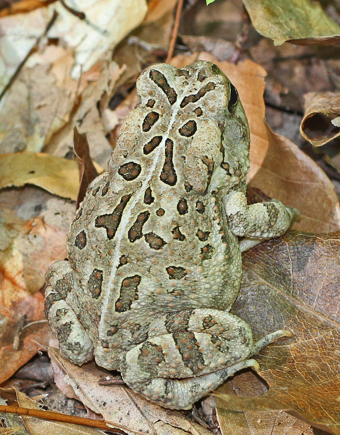 Wonders of Wildlife: Fowler's Toad