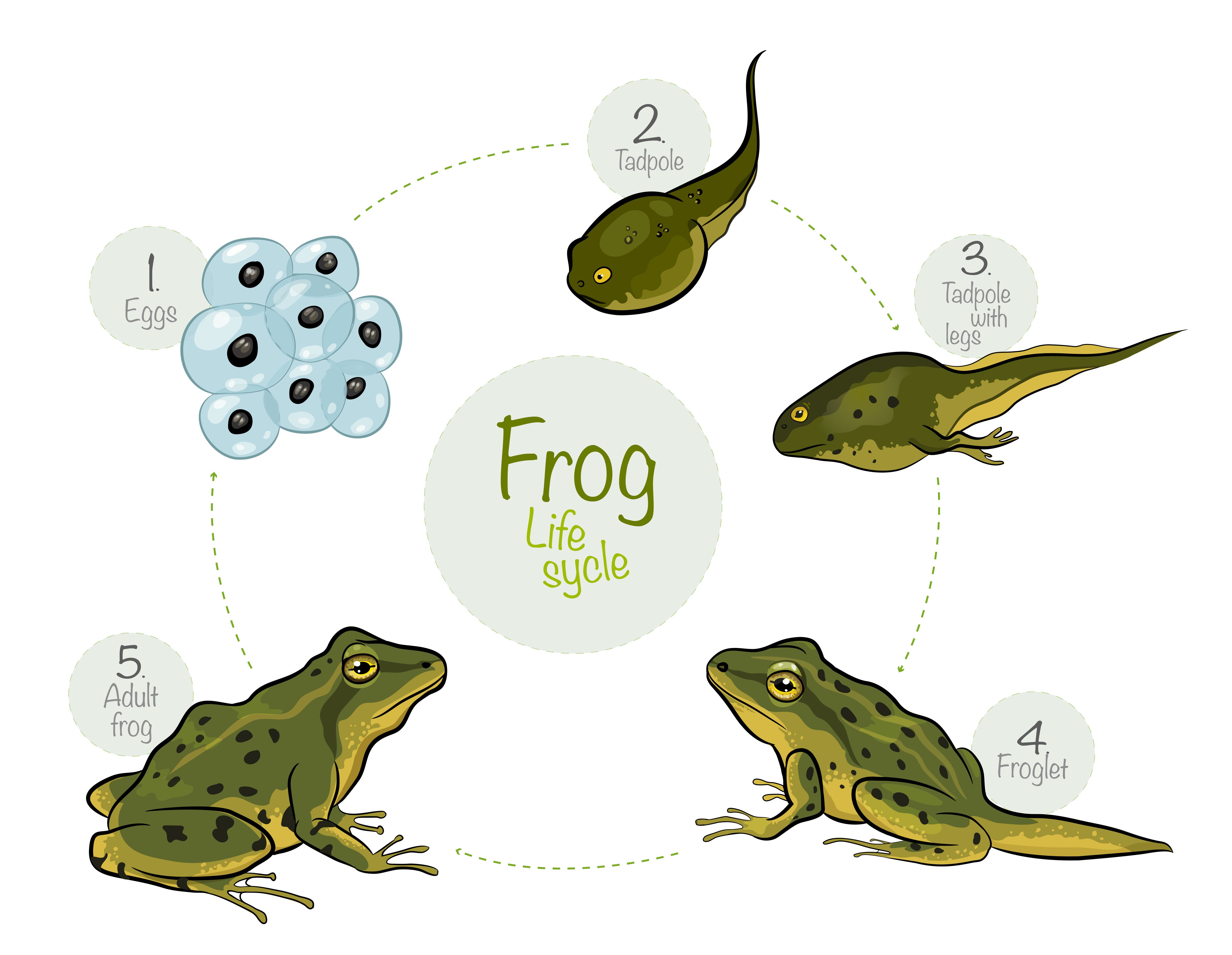 toad life cycle