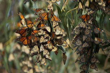 Monarchs in Mexico