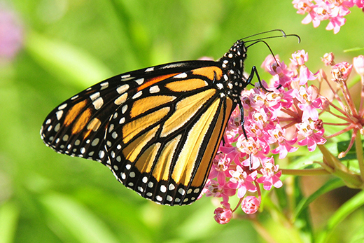 A Butterfly's Body - NWF