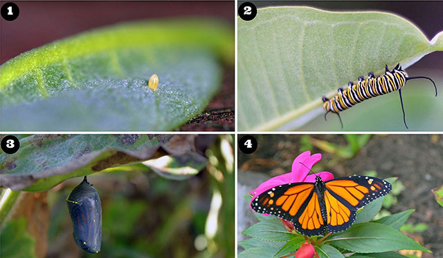 Monarch Life Cycle