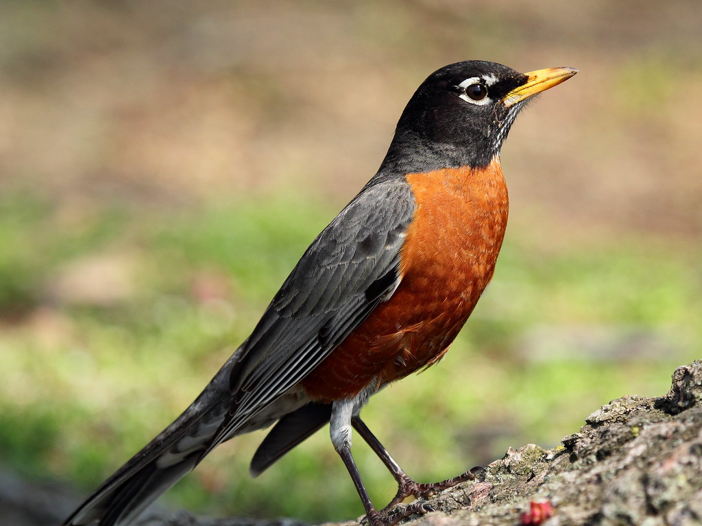 Birds colour in 2023  American robin, Image american, Colour images