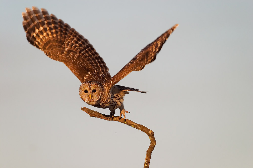 Half hours with fishes, reptiles, and birds . Fig. 183.—Barn Owl.. Fig.  184. — Burrowing Owl. THE OWLS AND PARROTS 209 when approached bow  repeatedly before taking to thewing. The eye