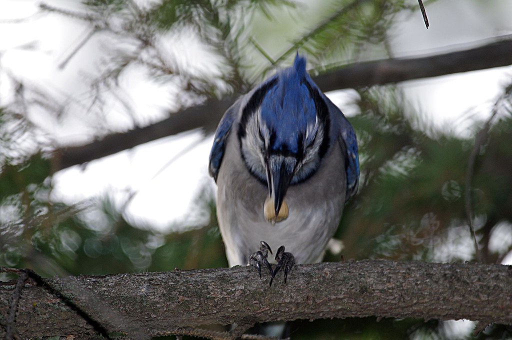 Blue Jay Birdzilla - Wild About Wild Birds
