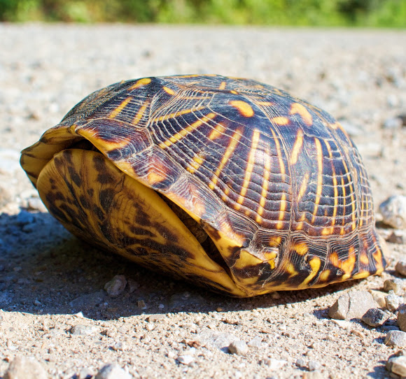 Wonders of Wildlife Eastern Box Turtle AWF