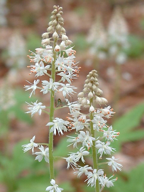 Tiarella - An Introduction to Foam Flowers - How To Grow Foam Flowers