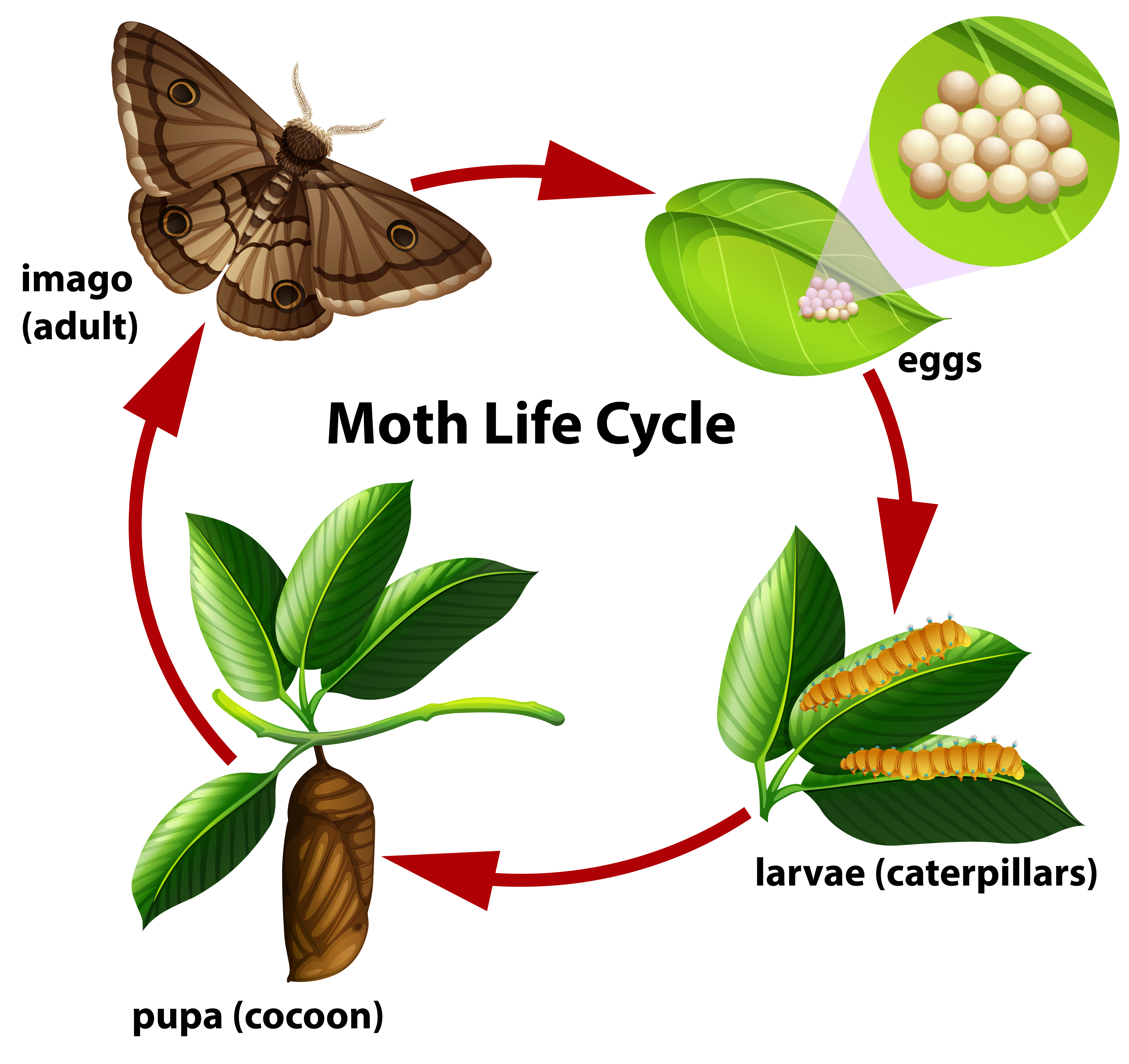 luna moth caterpillar stages