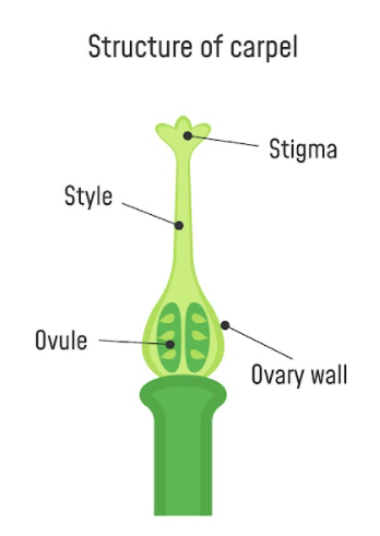 Elementary Ecosystem Investigation: Plant Anatomy | AWF