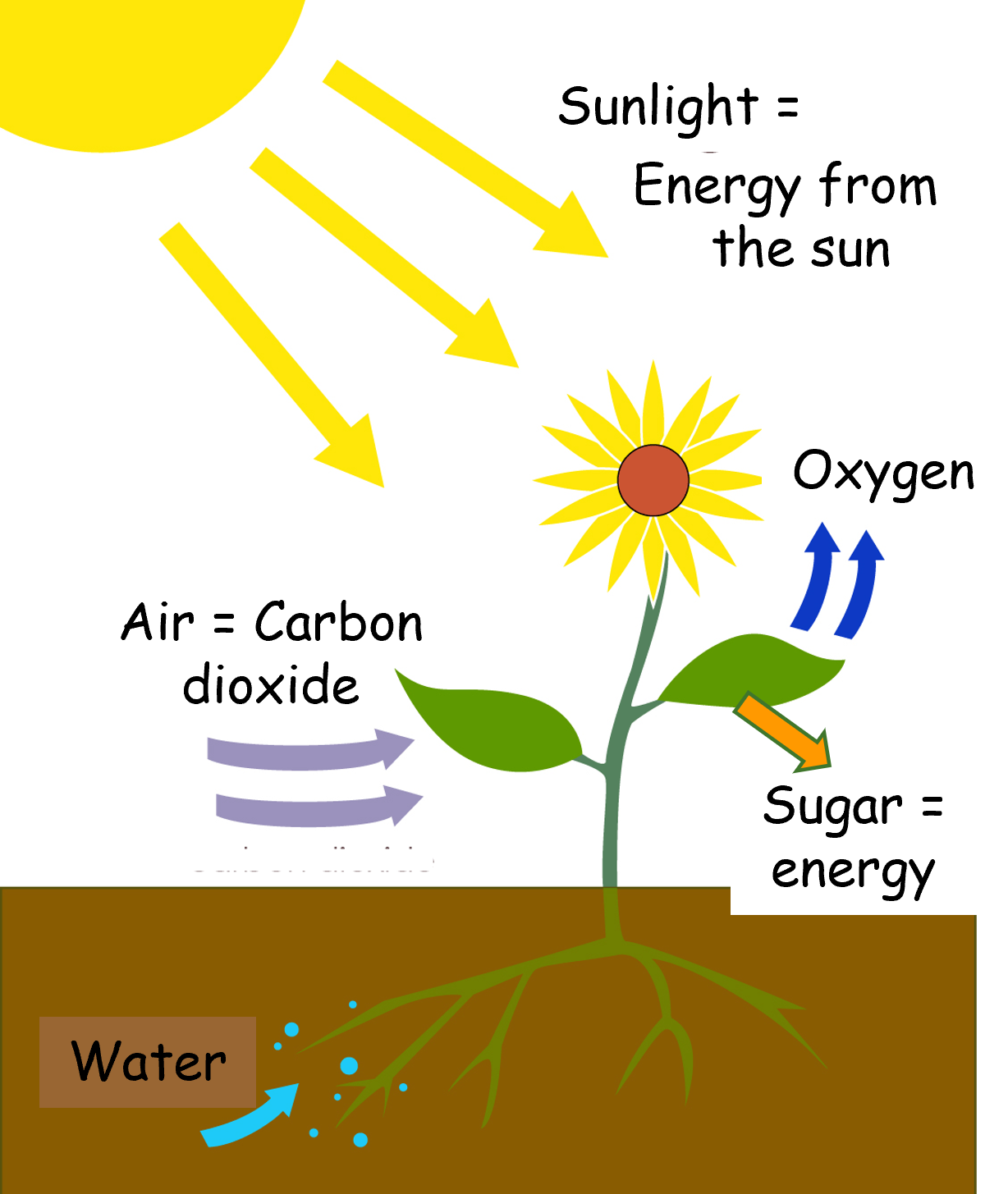 Elementary Ecosystem Investigation: Plant Anatomy | AWF