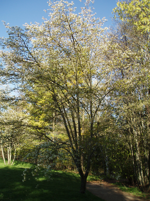 Dig into Plants: Serviceberry | AWF