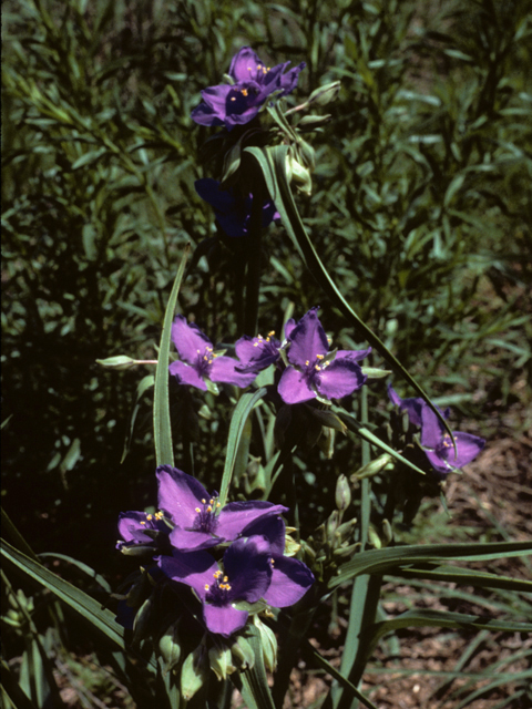 Blue False Indigo