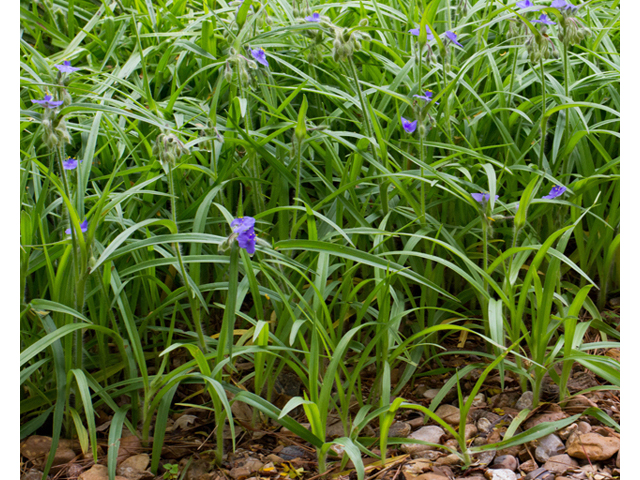 Blue False Indigo