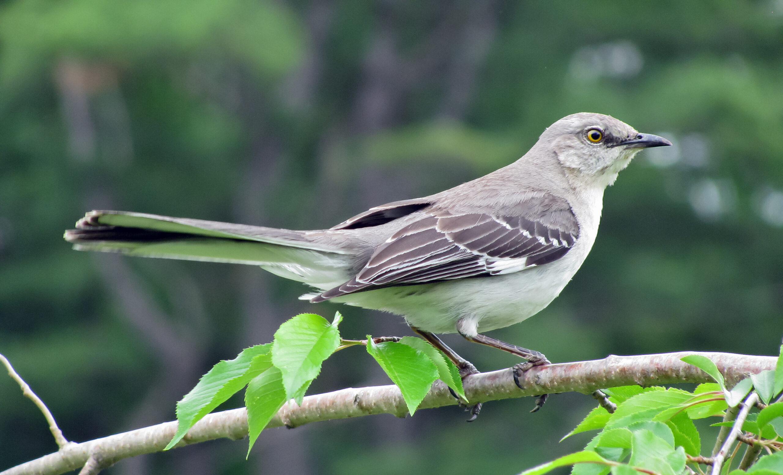 Wonders of Wildlife: Northern Mockingbird