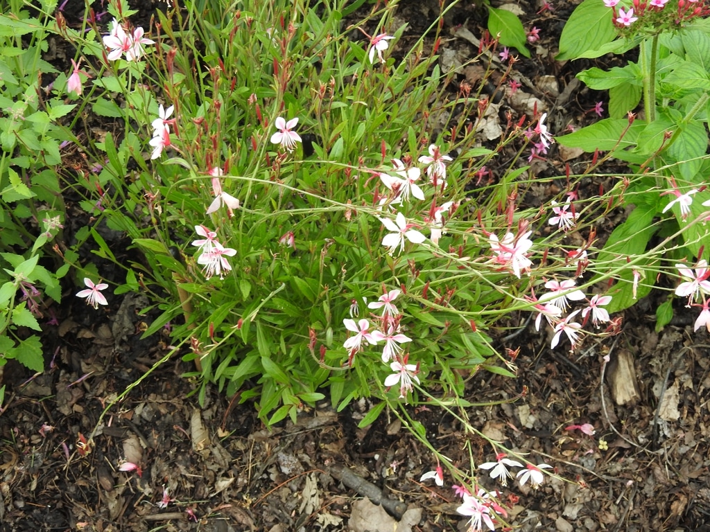 Dig into Plants: Beeblossom