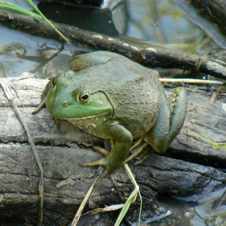 Wonders of Wildlife: American Bullfrog