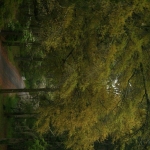 photoGallery_2143_l-rotated