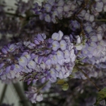 photoGallery_2145_l-rotated