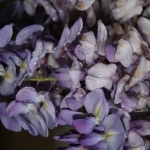 photoGallery_2146_l-rotated