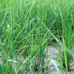 photoGallery_2225_l
