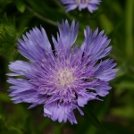 photoGallery_147_l