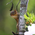 photoGallery_153_l