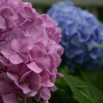 photoGallery_155_l